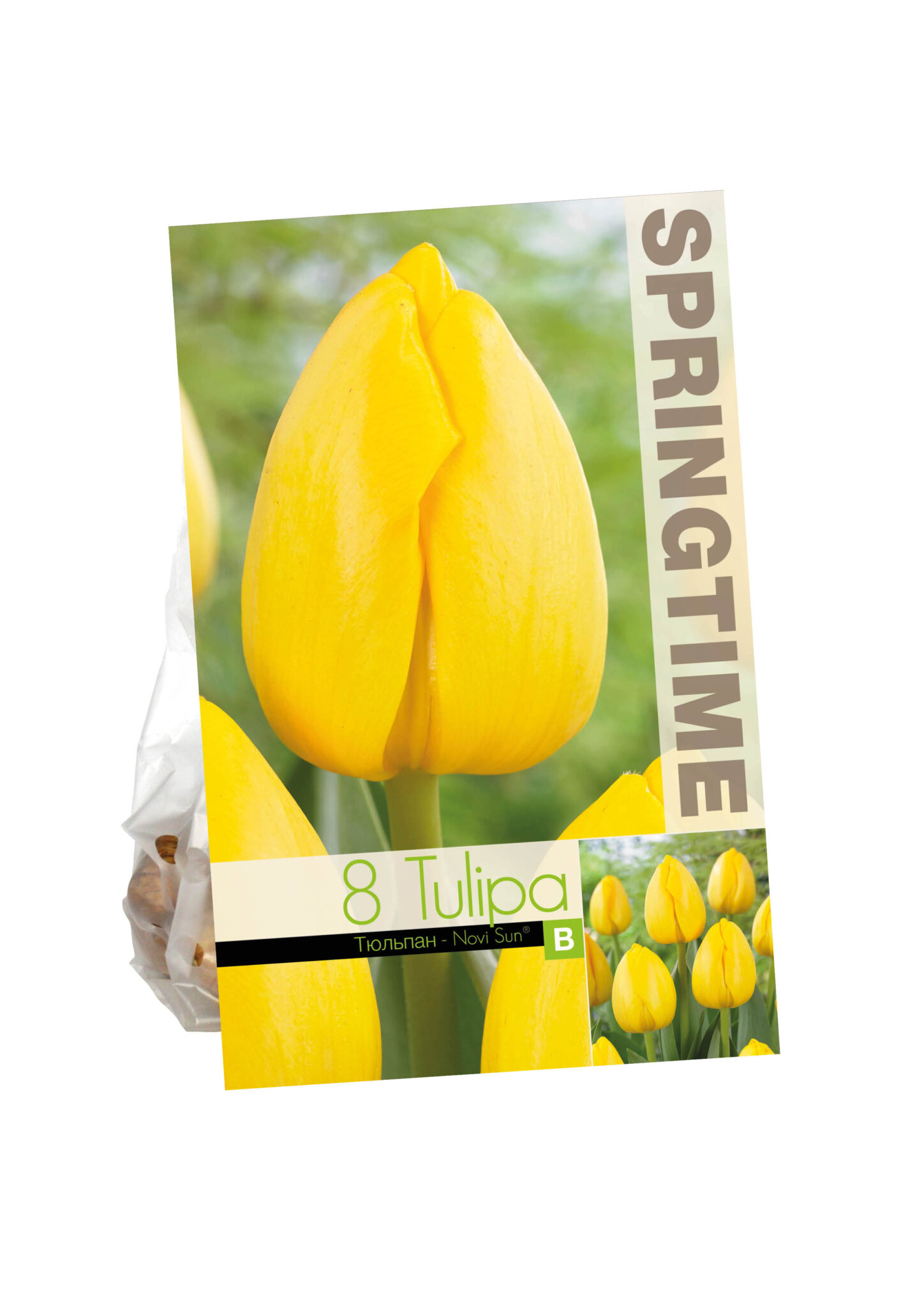 Tulipa Polychroma