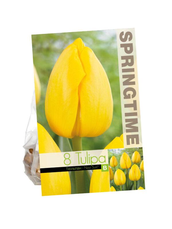 Tulipa Polychroma