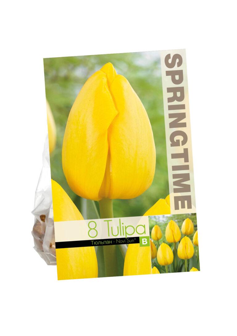 Tulipa Polychroma