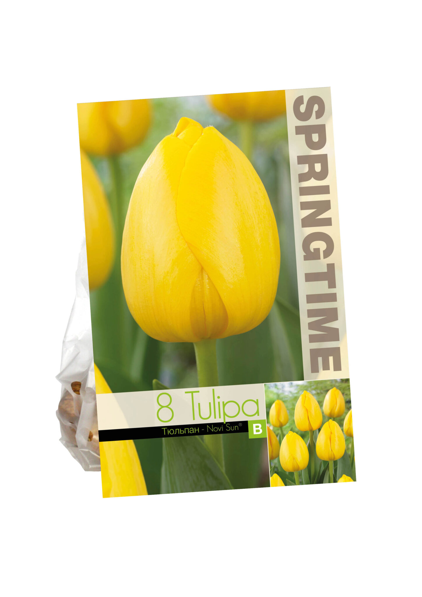 Tulipa Novi Sun