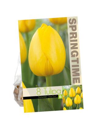 Tulipa Novi Sun