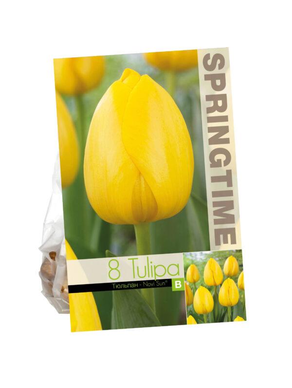 Tulipa Novi Sun