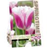 Tulipa Siesta