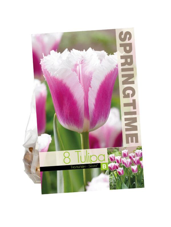 Tulipa Siesta