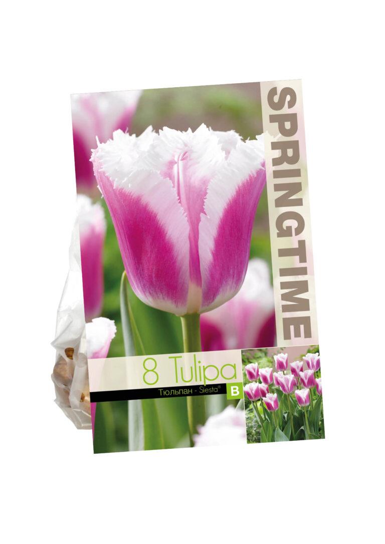 Tulipa Siesta
