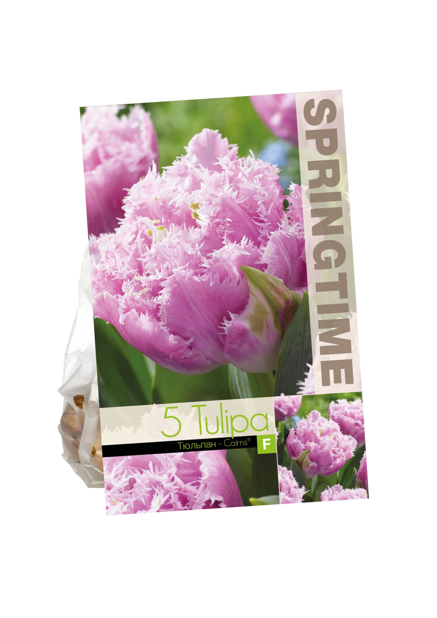 Tulipa Cairns