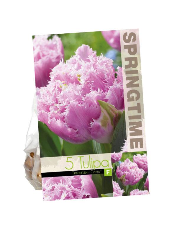 Tulipa Cairns