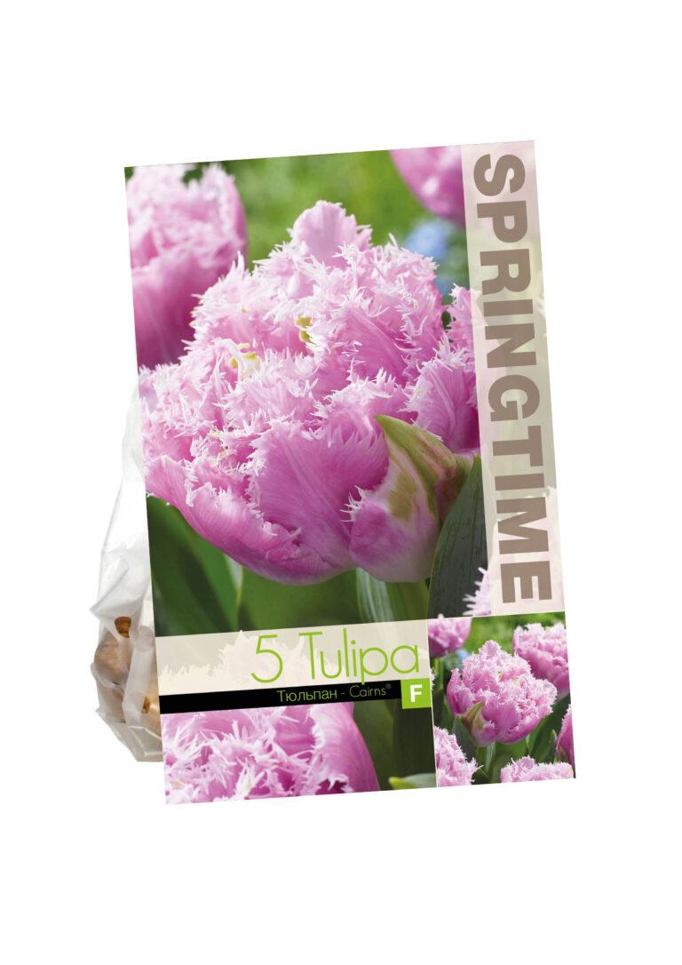 Tulipa Cairns