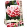Tulipa Queensland