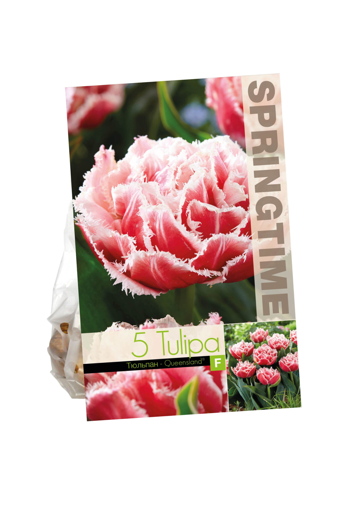Tulipa Queensland