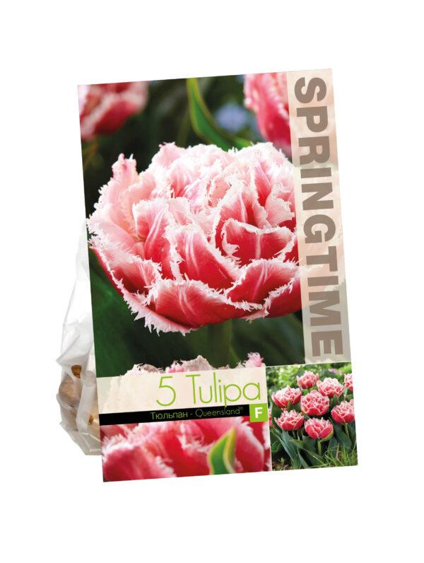 Tulipa Queensland