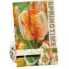 Tulipa Parrot King