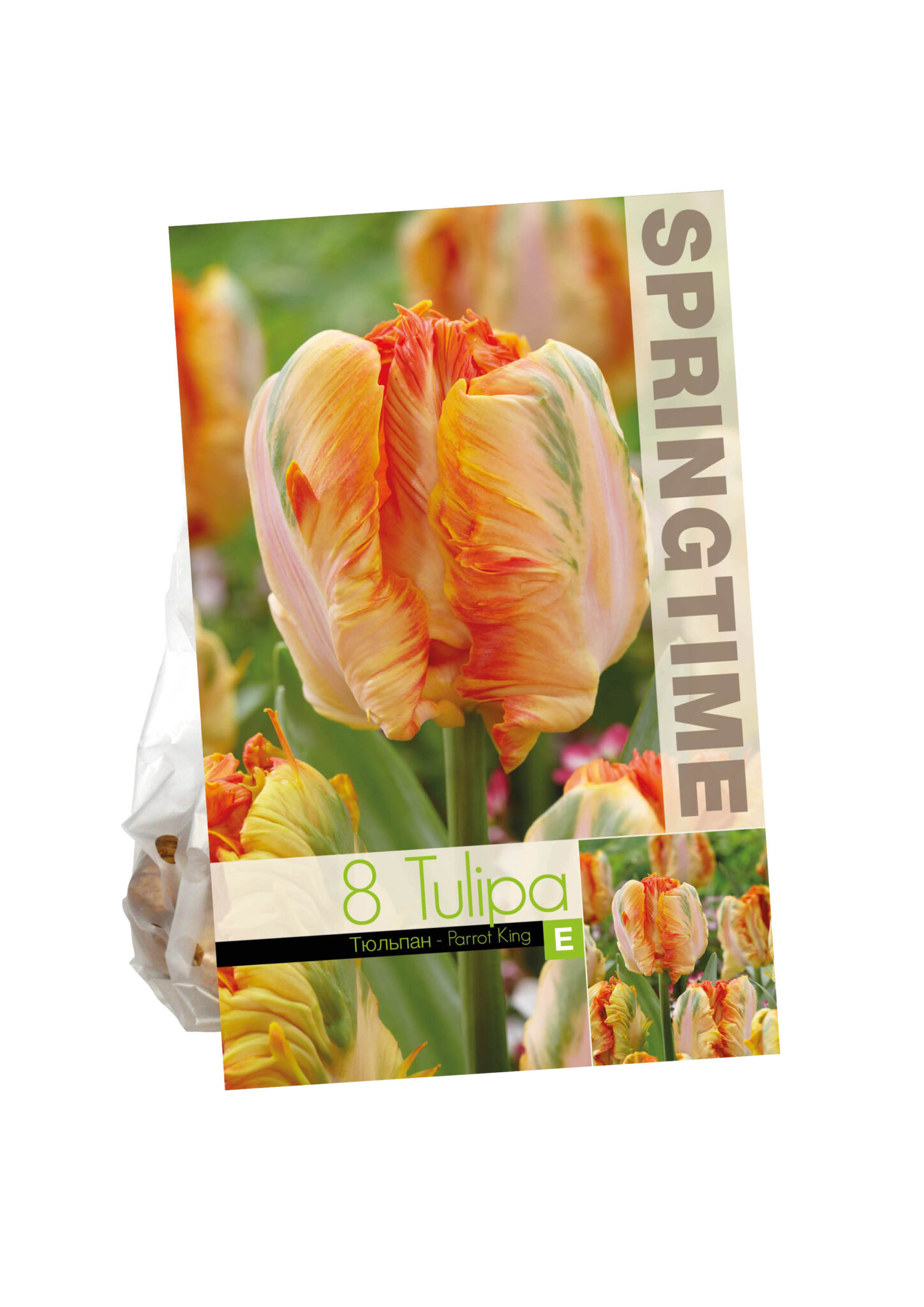 Tulipa Parrot King