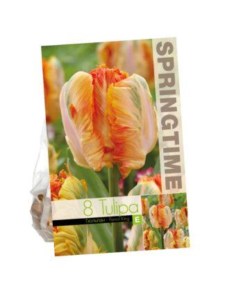 Tulipa Parrot King