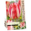 Tulipa Spryng Break