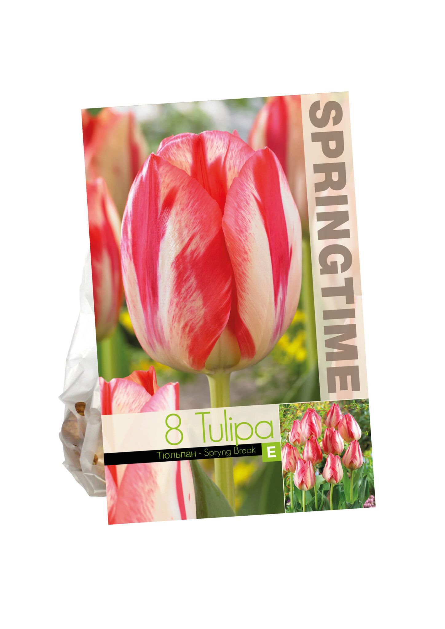 Tulipa Spryng Break