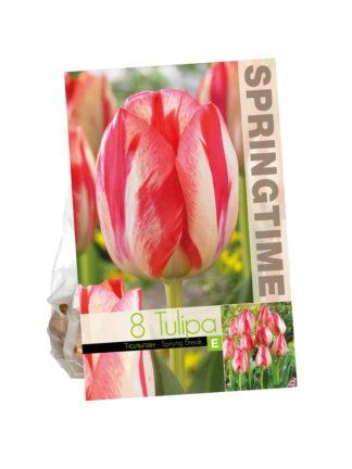 Tulipa Spryng Break