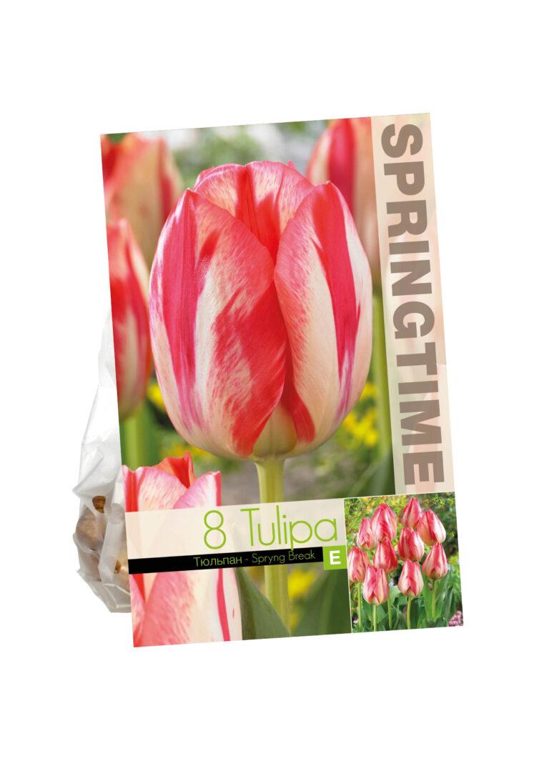 Tulipa Spryng Break