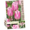 Tulipa Synaeda Amor