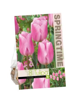 Tulipa Synaeda Amor