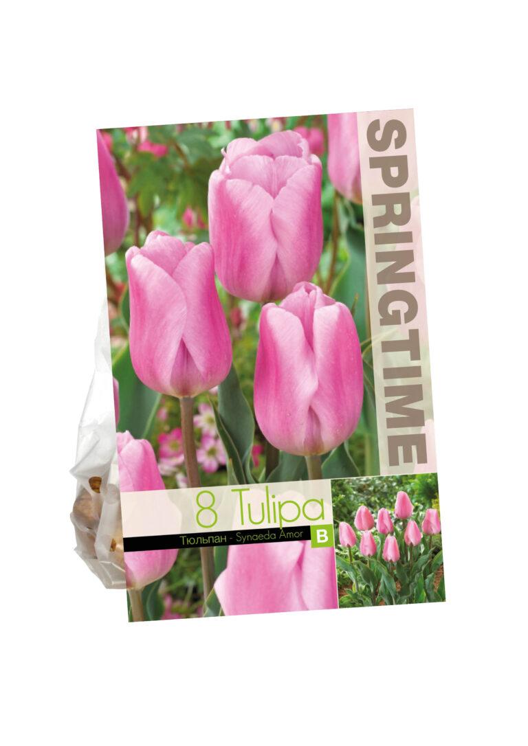 Tulipa Synaeda Amor