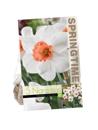 Narcissus Cool Flame
