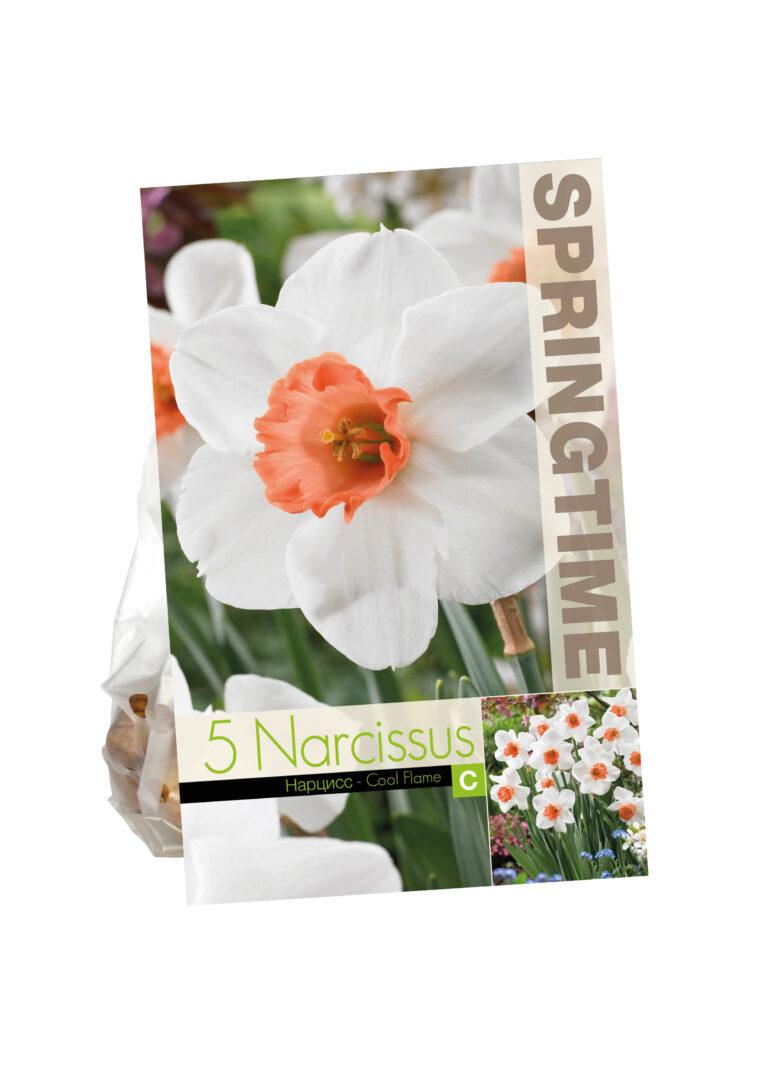 Narcissus Cool Flame