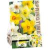 Narcissus Trumpet Mixed