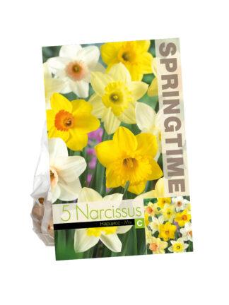 Narcissus Trumpet Mixed