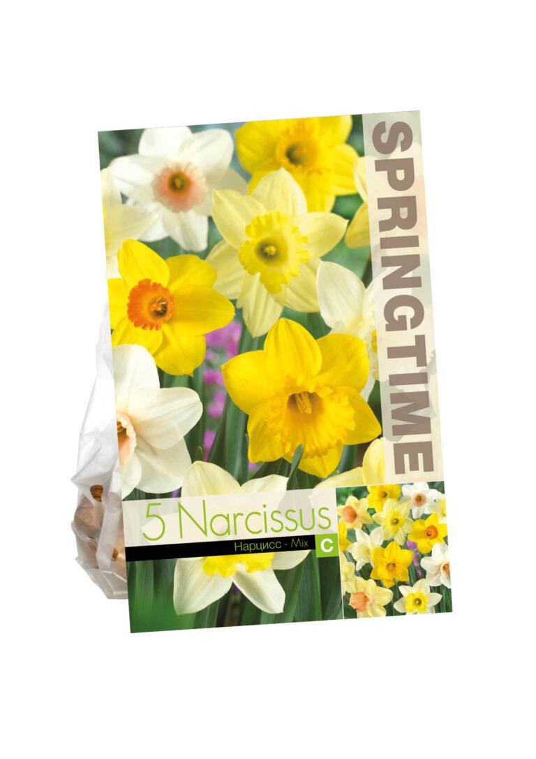 Narcissus Trumpet Mixed