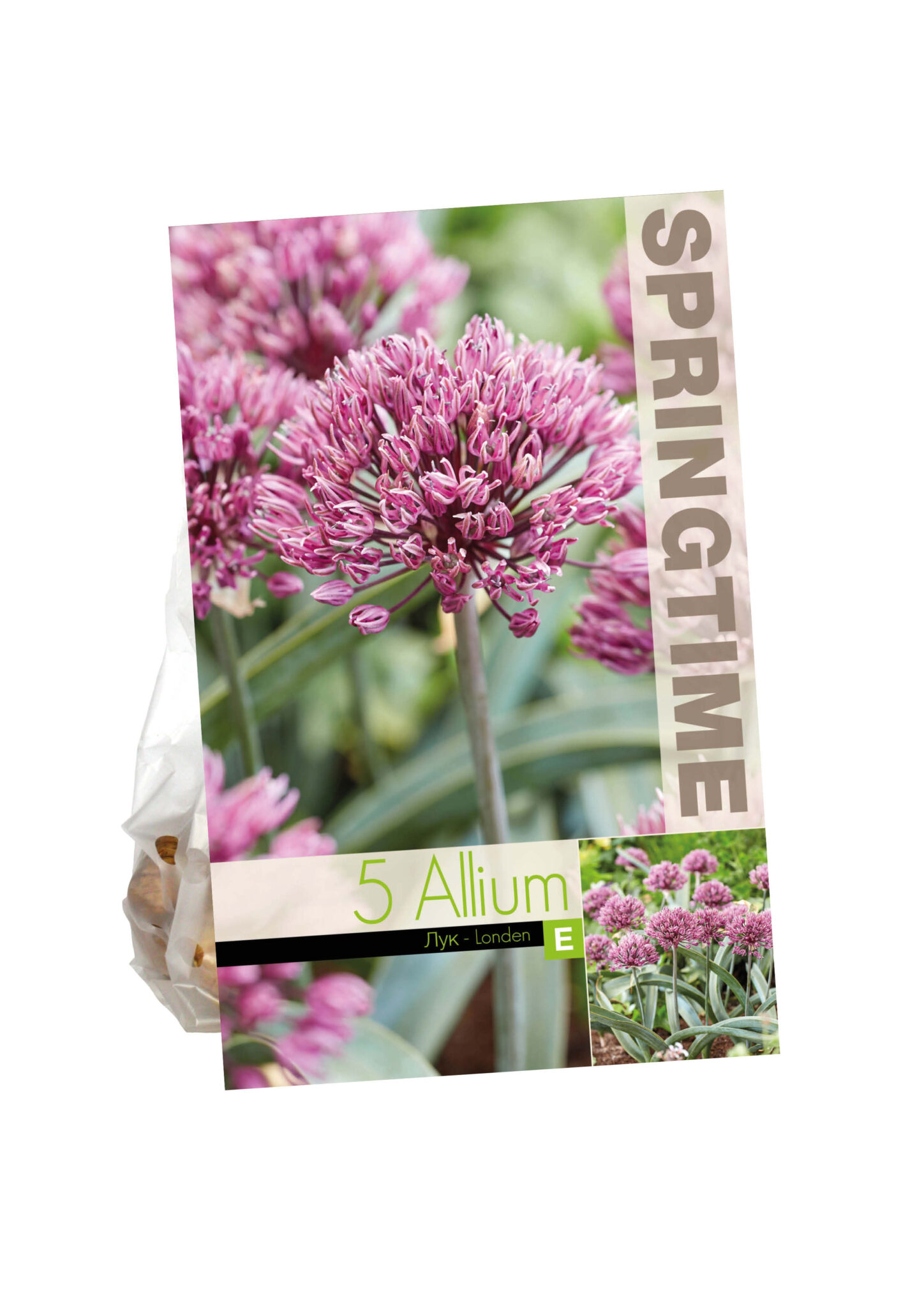 Allium Londen