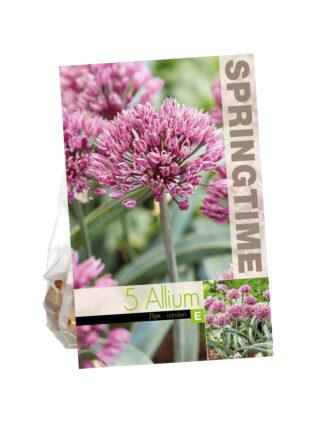 Allium Londen