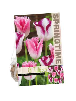 Tulipa Affaire/Huis ten Bosch