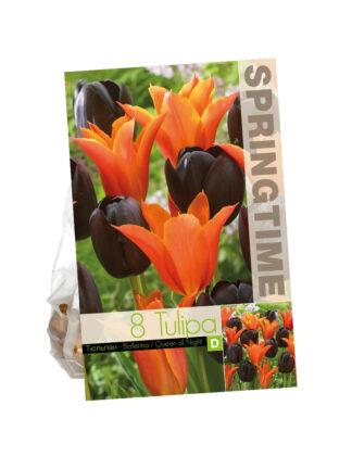 Tulipa Ballerina/Queen of Night