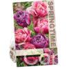 Tulipa Columbus/Blue Diamond