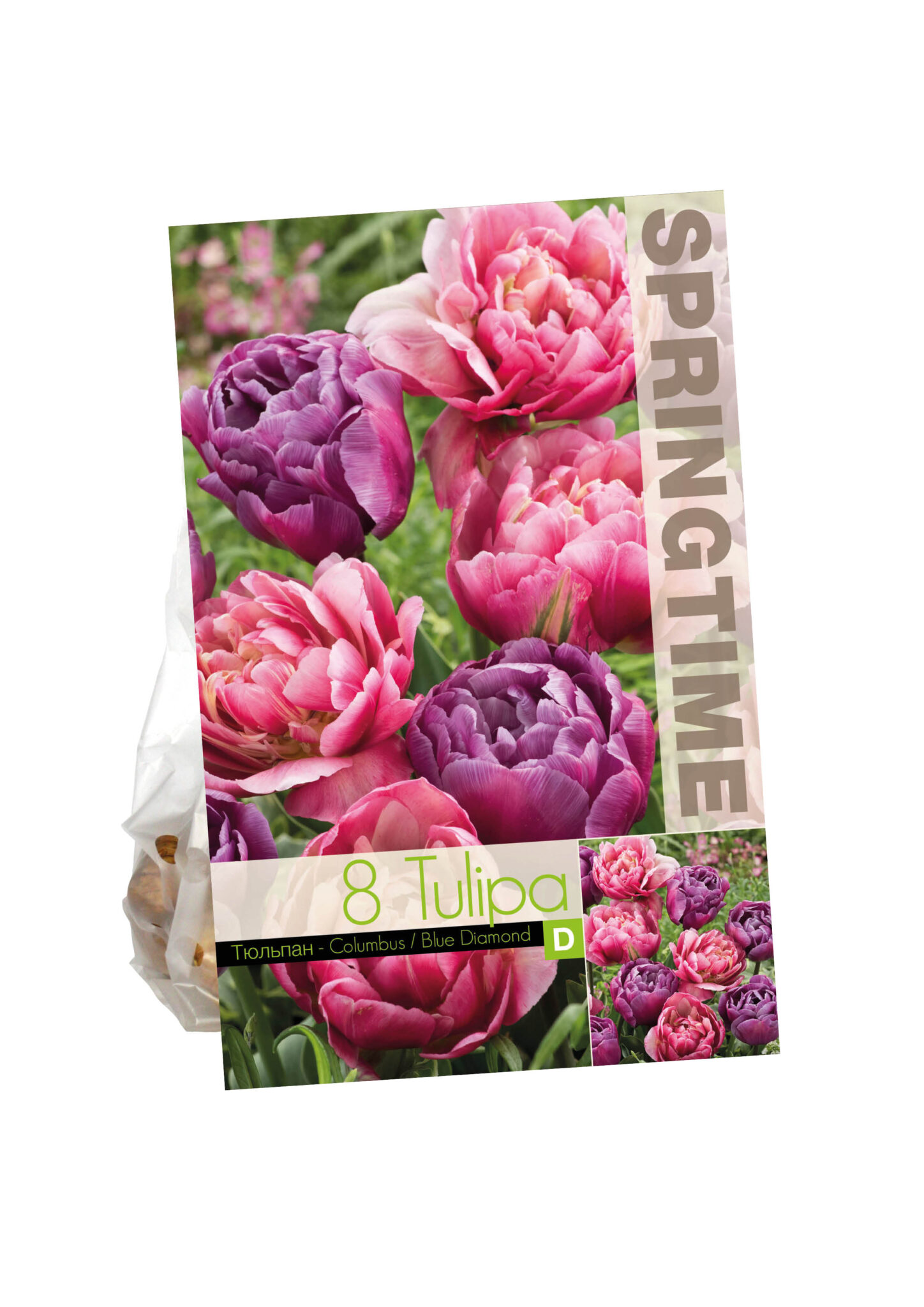 Tulipa Columbus/Blue Diamond