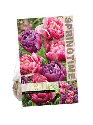 Tulipa Columbus/Blue Diamond