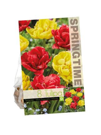 Tulipa Yellow Pomponette/Miranda