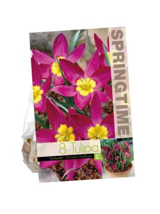 Tulipa Puchella Odalisque