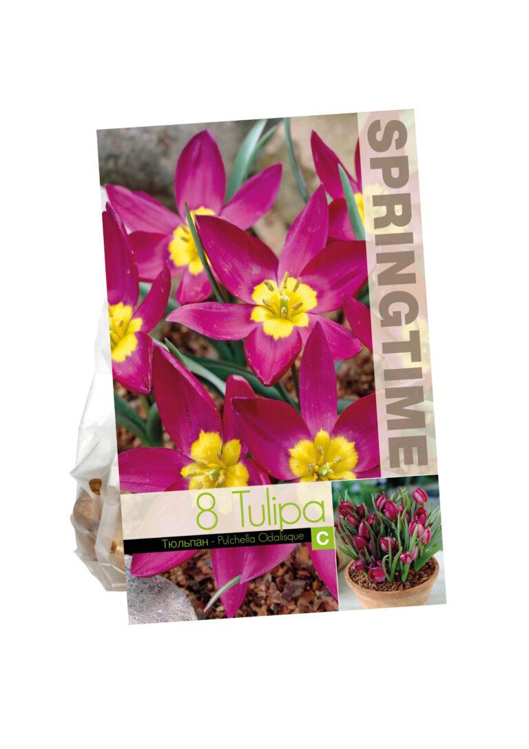 Tulipa Puchella Odalisque