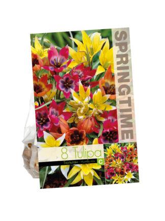 Tulipa Humilis Mixed