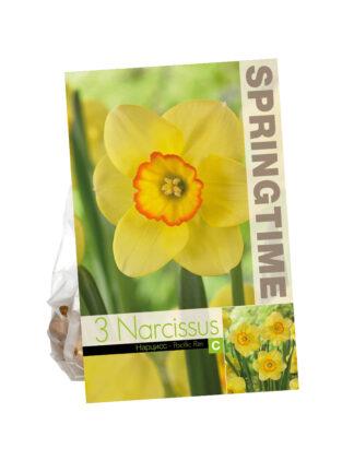 Narcissus Pacific Rim