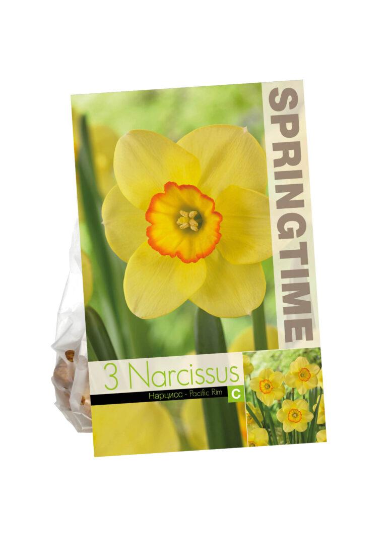 Narcissus Pacific Rim
