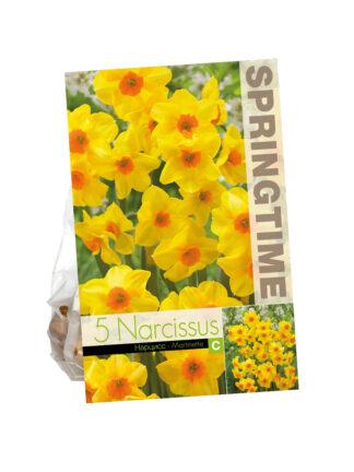 Narcissus Martinette