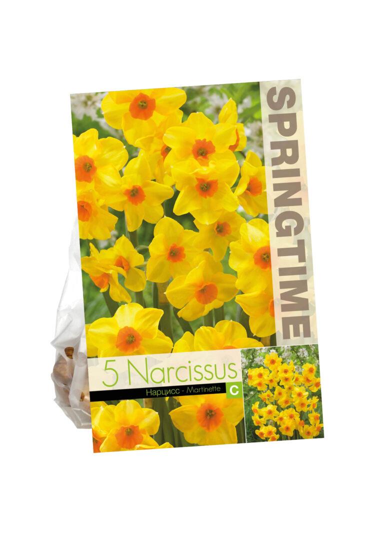 Narcissus Martinette