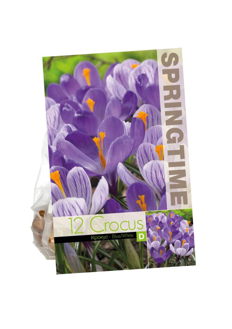 Crocus Blue/White