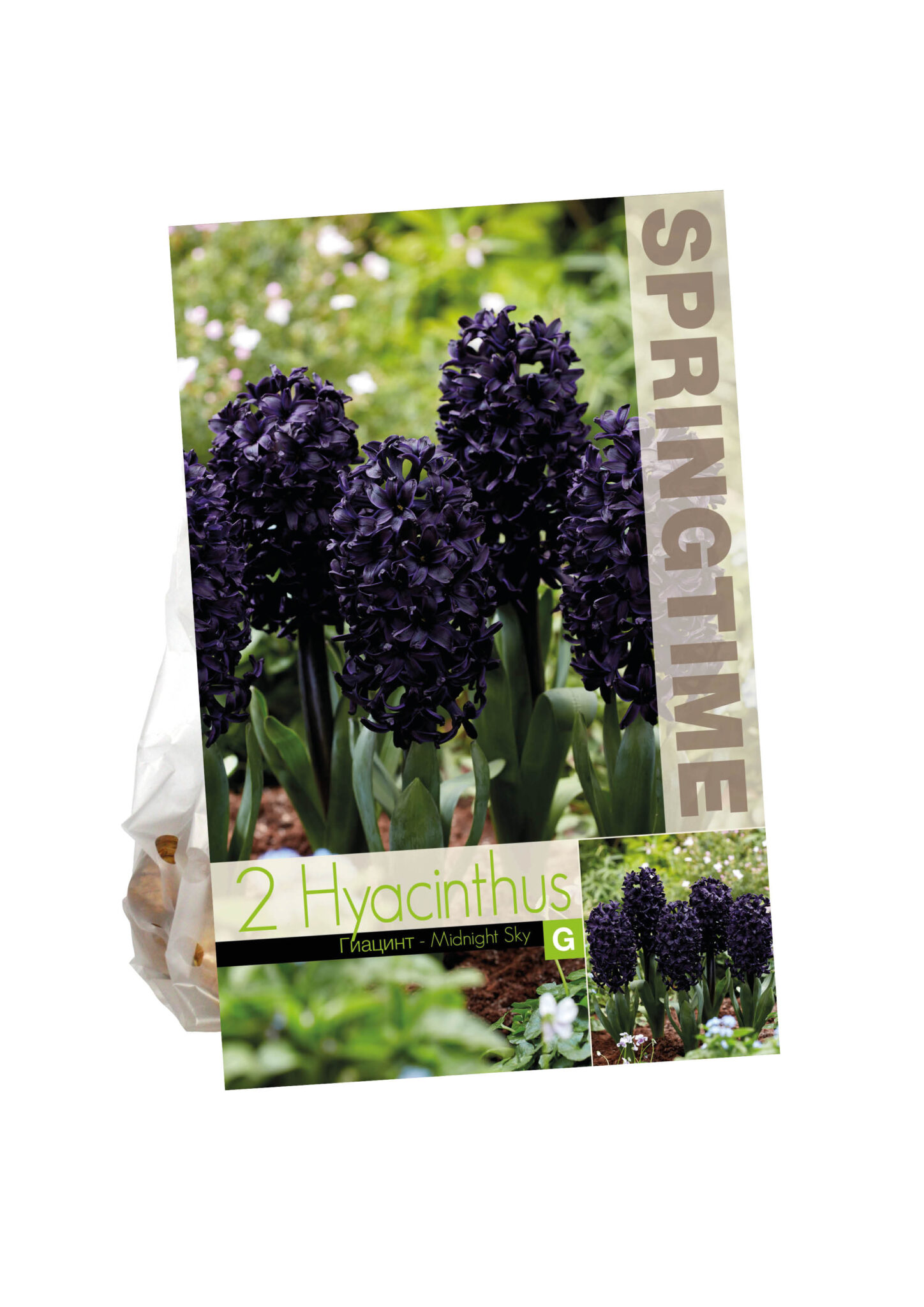 Hyacinthus Midnight Sky