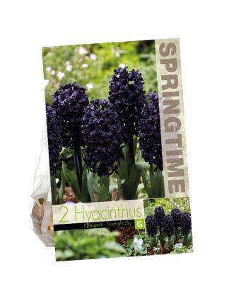 Hyacinthus Midnight Sky