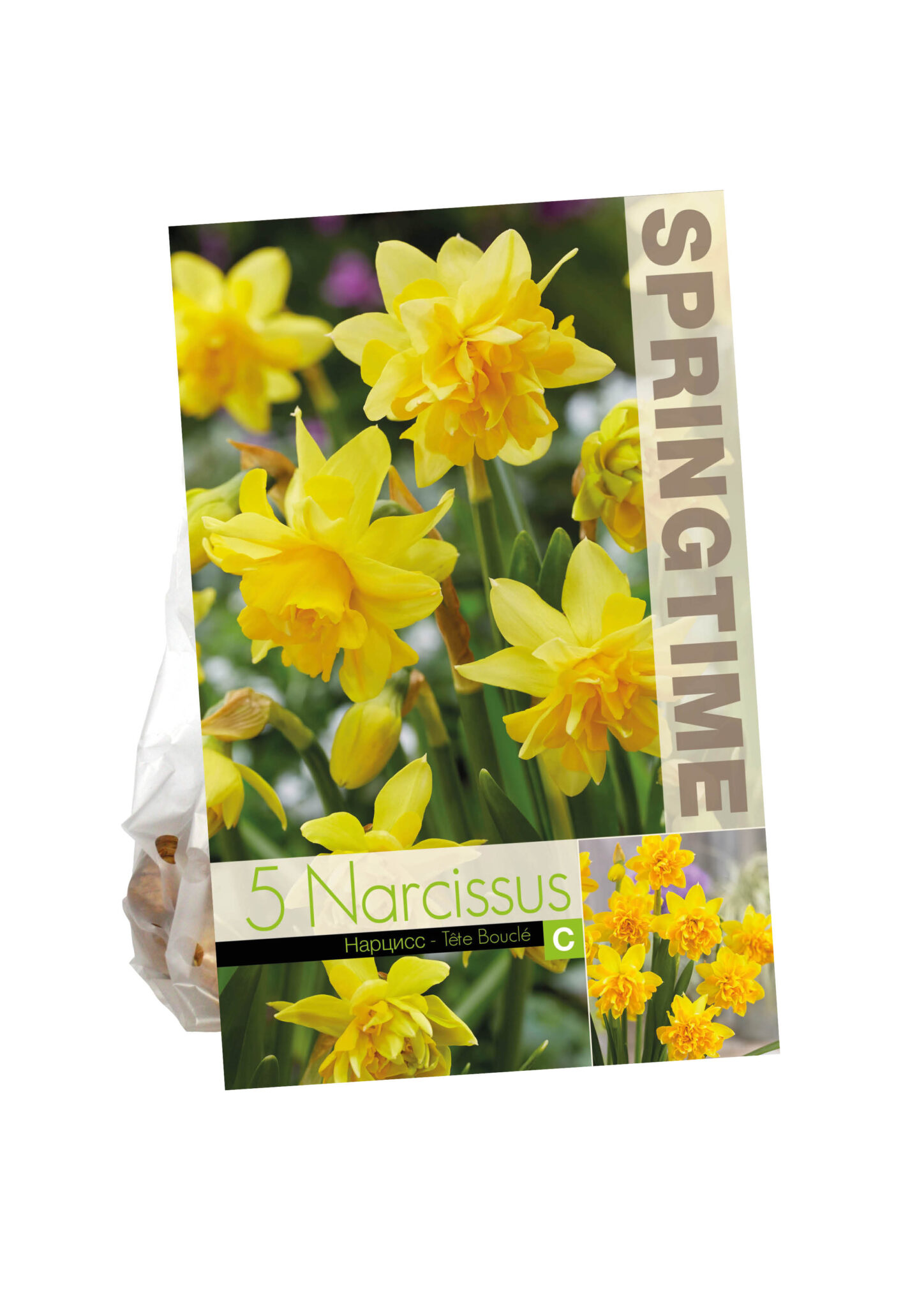 Narcissus Tête Bouclé
