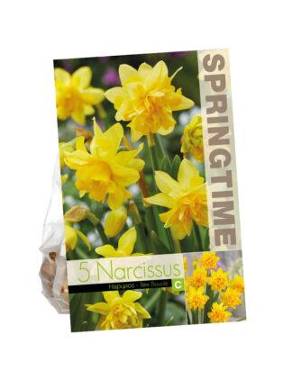 Narcissus Tête Bouclé